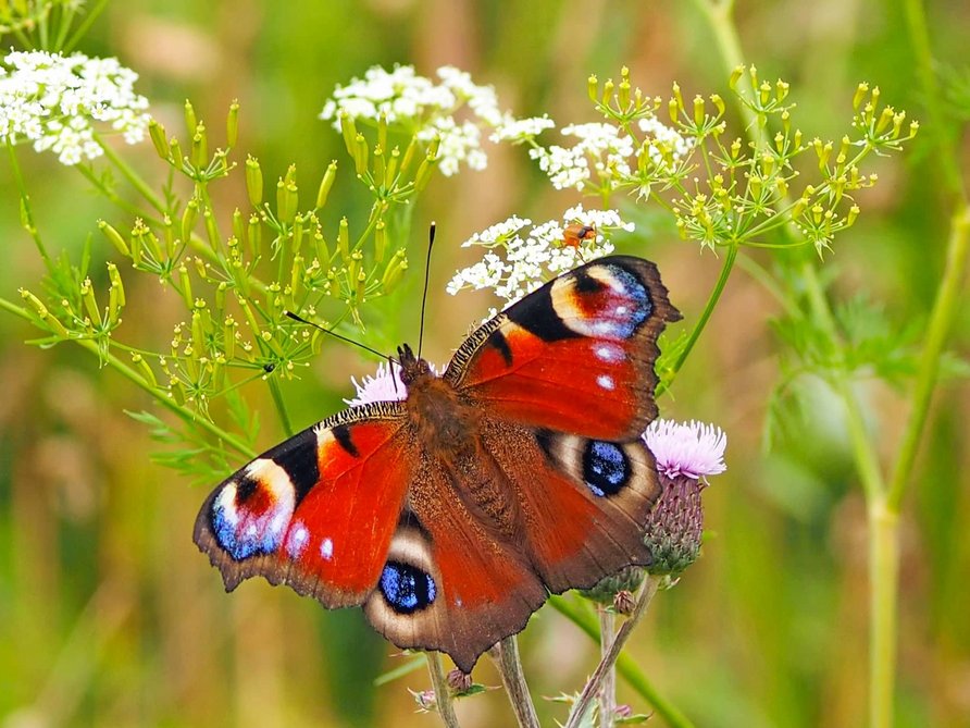 zeigt Schmetterling an einem Pflanzenstängel auf einer Wiese