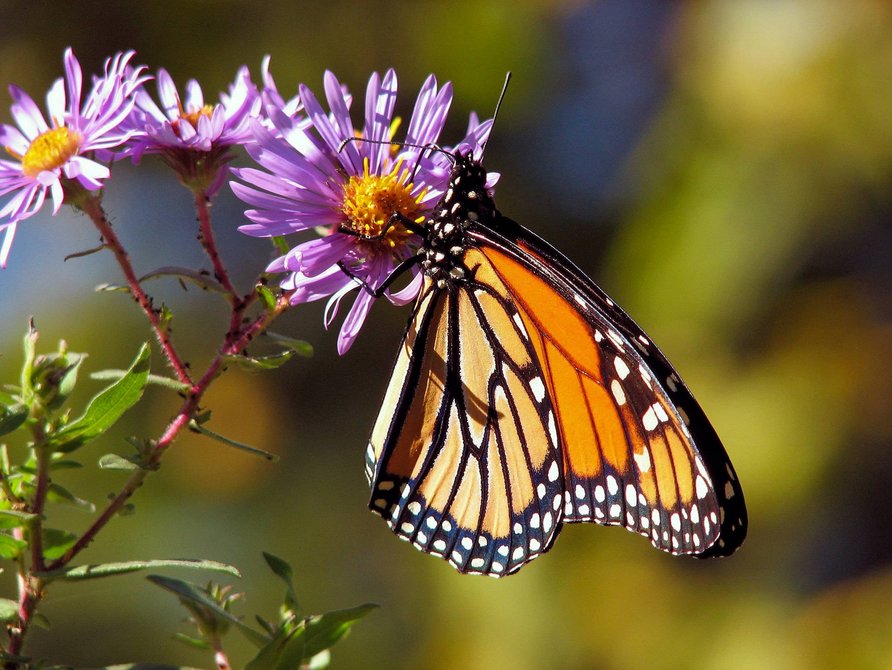 zeigt Schmetterling an einer Blüte